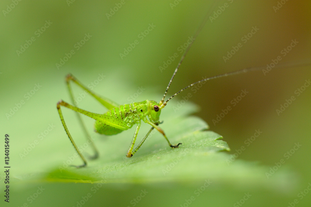 Green grasshopper (Tettigonia viridissima) sitting on a leaf Green grasshopper (Tettigonia viridissima) sitting on a leaf