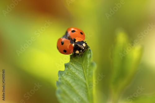  Ladybug, Coccinella septempunctata on leaf © perfidni1