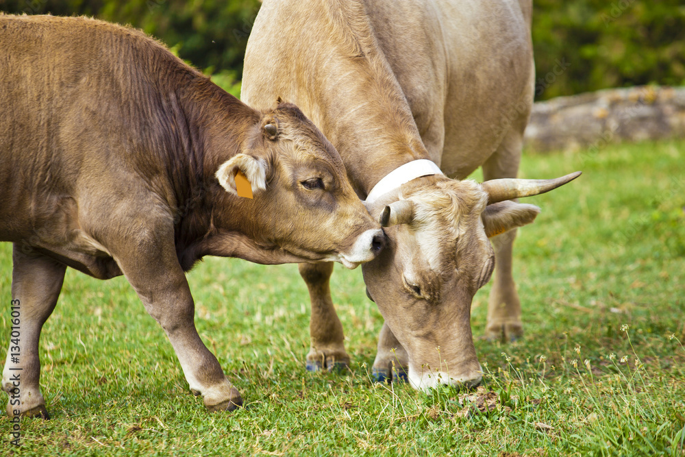Calf cow and his mother in meadow Calf cow and his mother in meadow