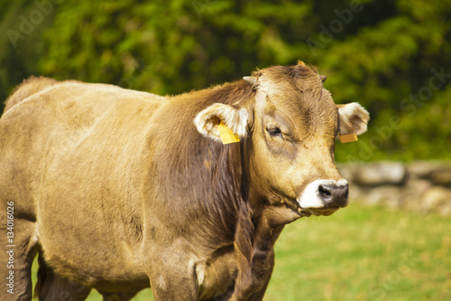 calf cow and in meadow