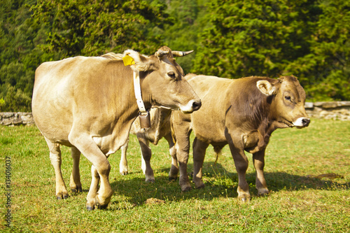 Wallpaper Mural Calf cow and his mother in meadow Torontodigital.ca