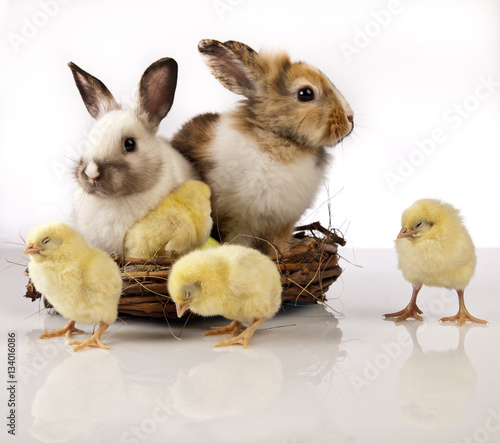Easter chicken and rabbit