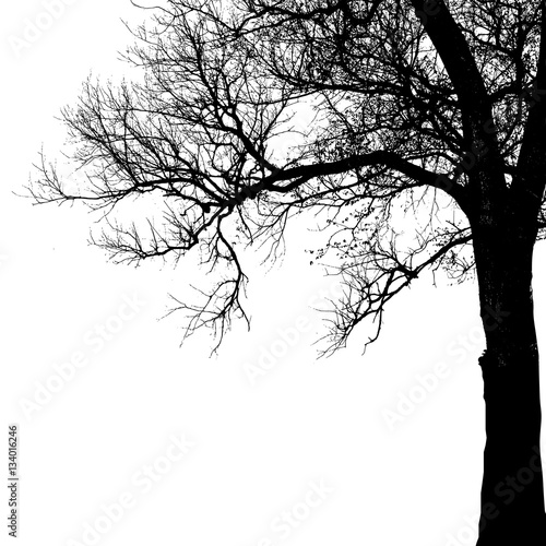 Realistic oak tree silhouette (Vector illustration).