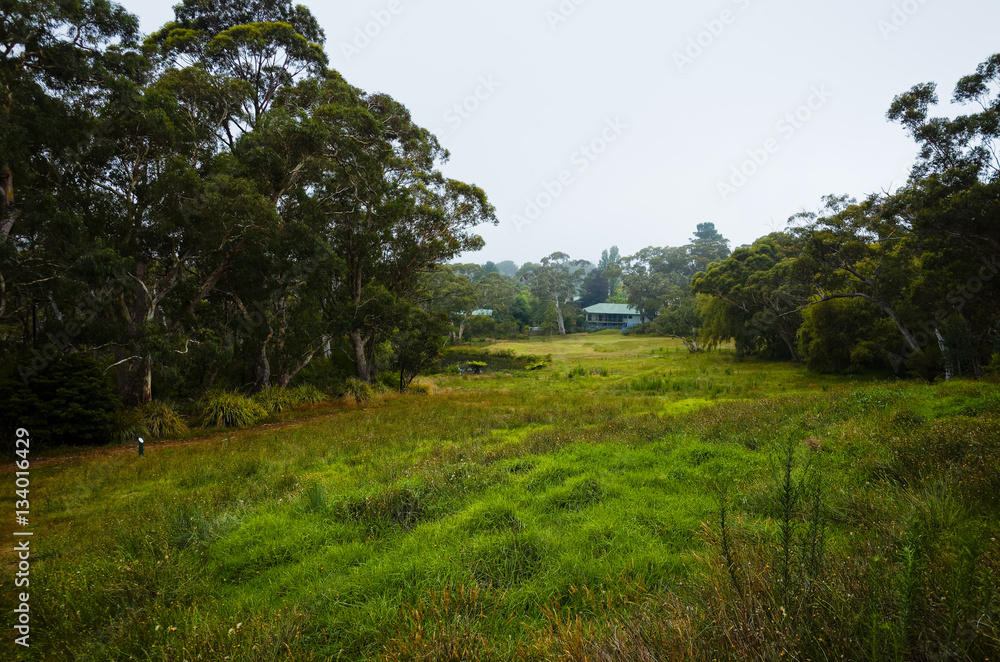 Obraz premium Australian Meadow with Trees on a rainy day