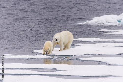 Fototapeta Naklejka Na Ścianę i Meble -  Polar bear (Ursus maritimus) mother and cub on the pack ice, nor