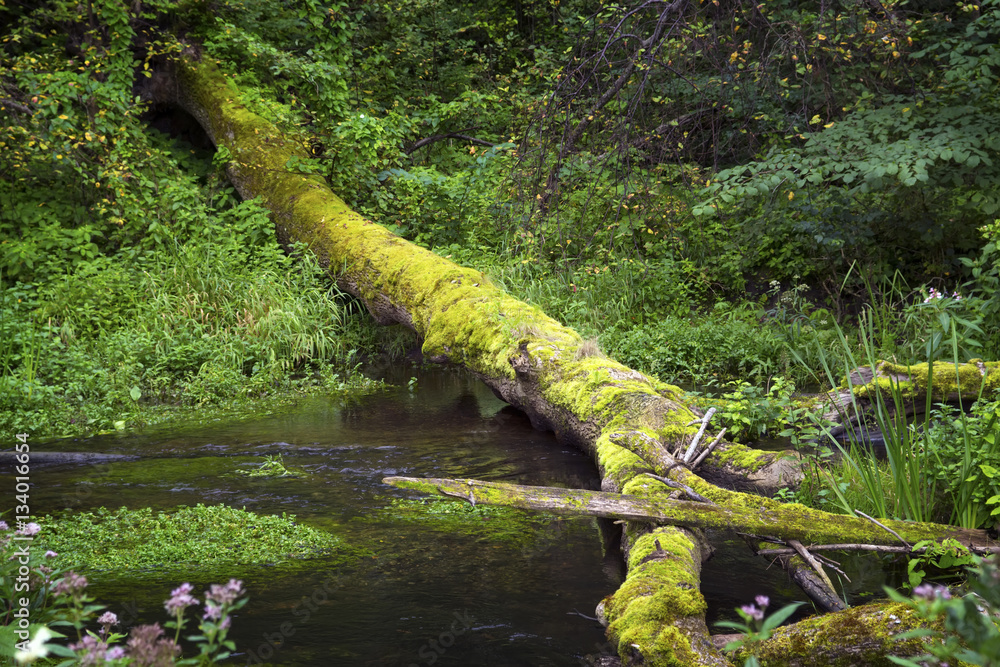 Obraz premium Summer forest landscape with the small river and tree through a stream