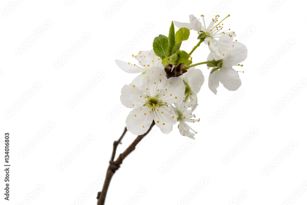 Naklejka premium cherry blossom flowers isolated