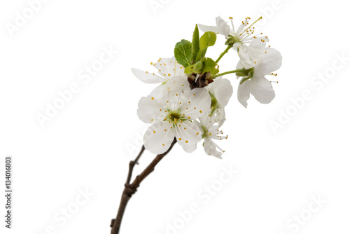 cherry blossom flowers isolated