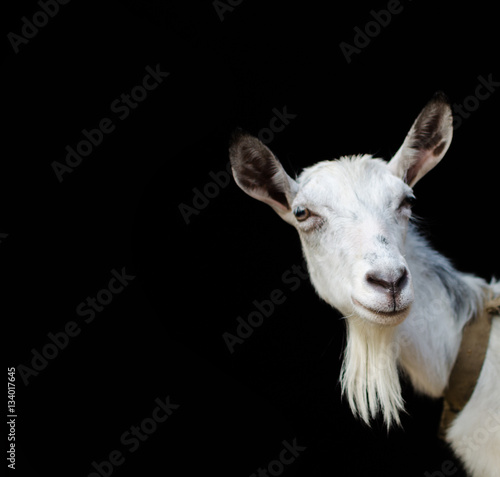 Portrait of a white goat closeup on a black background. photo