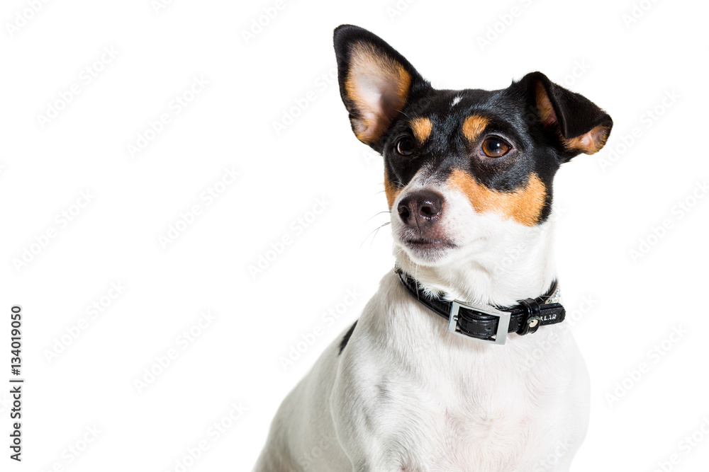 Jack Russell Terrier, isolated on white