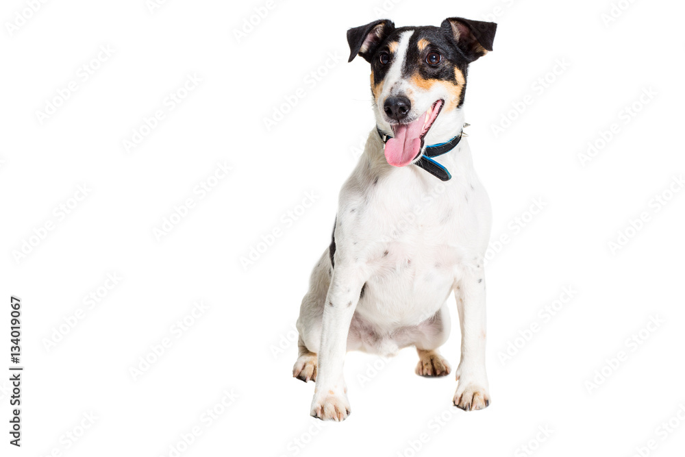 Portrait of a purebred smooth fox terrier  white background