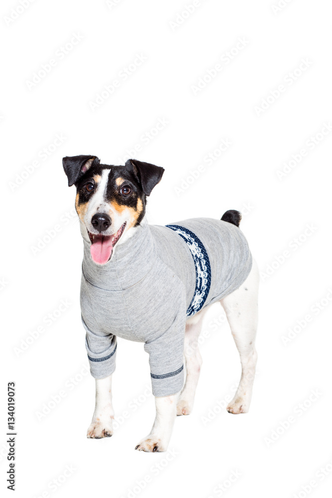 Fototapeta premium Portrait of a purebred smooth fox terrier white background