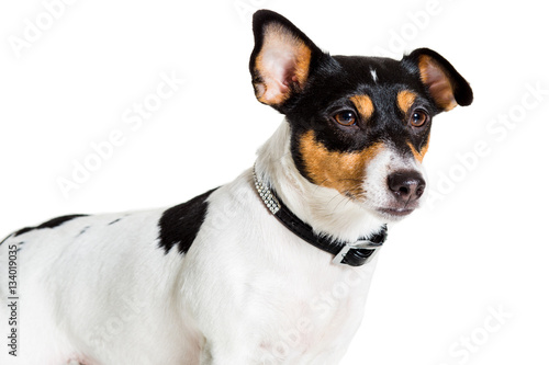 Jack Russell Terrier  isolated on white