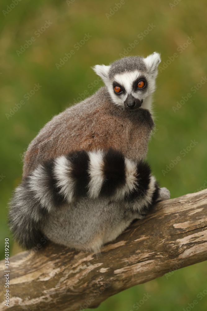 Fototapeta premium Madagascan Ring Tailed Lemur