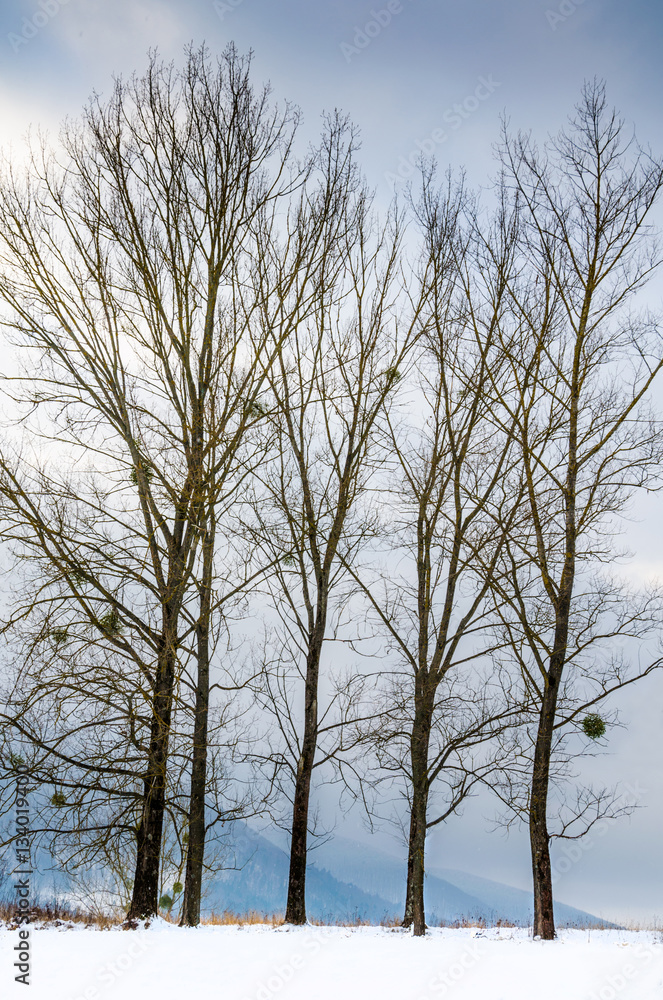 Winter landscape, snow-capped mountains, trees on a background o Winter landscape, snow-capped mountains, trees on a background o
