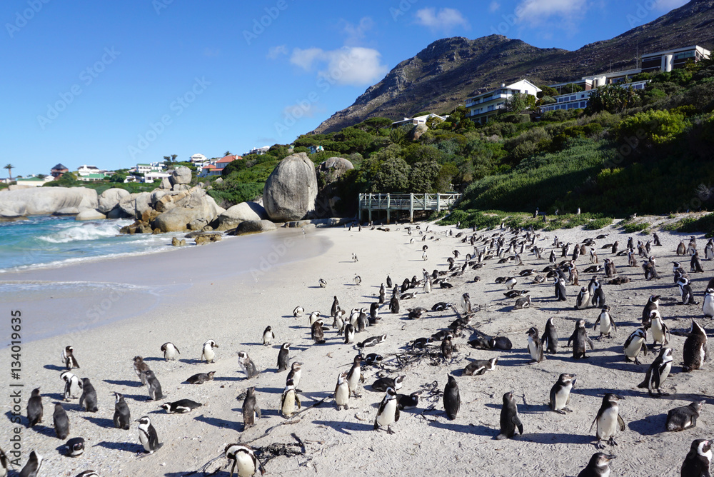Fototapeta premium Kolonia pingwinów afrykańskich w Boulders Beach, Table Mountain Nation