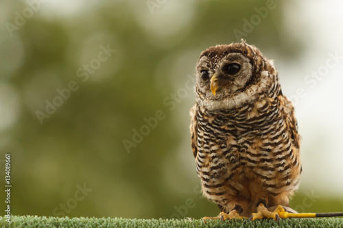 Photos Chaco Owl