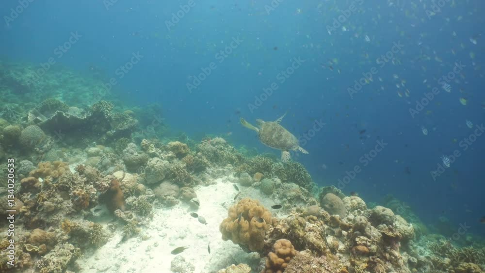 Fish and coral reef. Tropical fish on a coral reef. Wonderful and beautiful underwater world with corals and tropical fish. Hard and soft corals. Diving and snorkeling in the tropical sea. Travel Fish and coral reef. Tropical fish on a coral reef. Wonderful and beautiful underwater world with corals and tropical fish. Hard and soft corals. Diving and snorkeling in the tropical sea. Travel