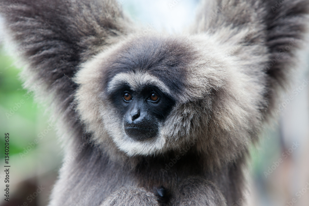 A Silvery Gibbon