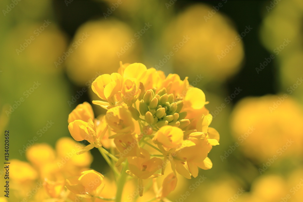 Japanese spring flower