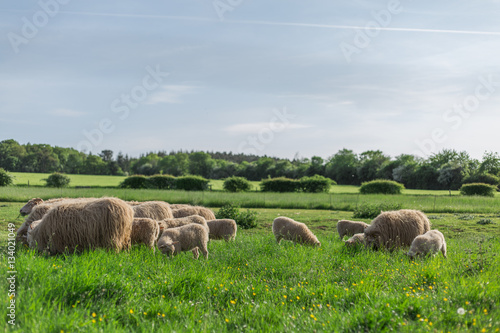 Schafe auf einem Grünen Bio Bauernhof im Sommer