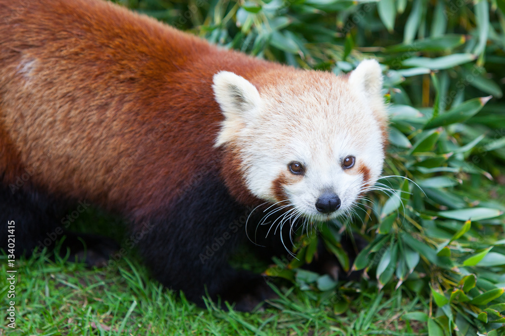 Nepalese Red Panda Nepalese Red Panda