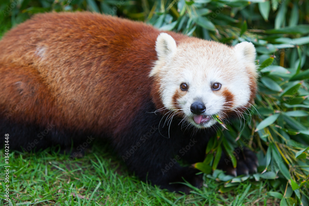 Obraz premium Nepalese Red Panda Eating