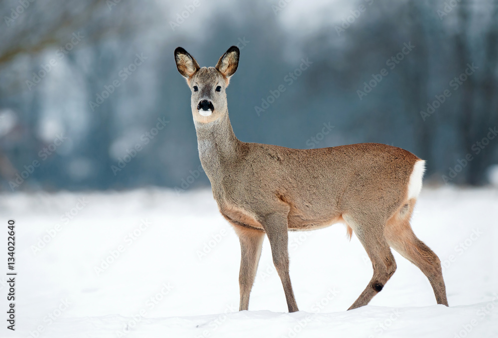 Young roe buck without antlers during winter time Young roe buck without antlers during winter time