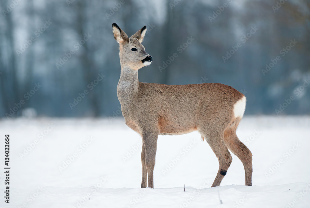 Young roe buck without antlers during winter time Young roe buck without antlers during winter time