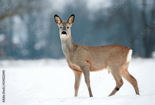 Young roe buck without antlers during winter time