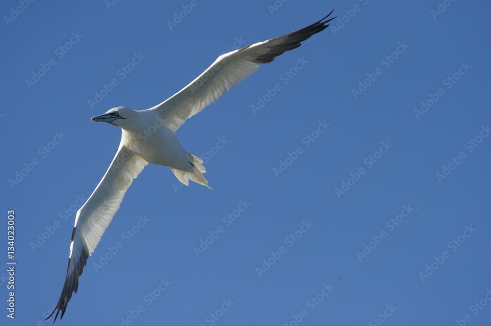 Obraz premium Northern Gannet Against Blue Sky
