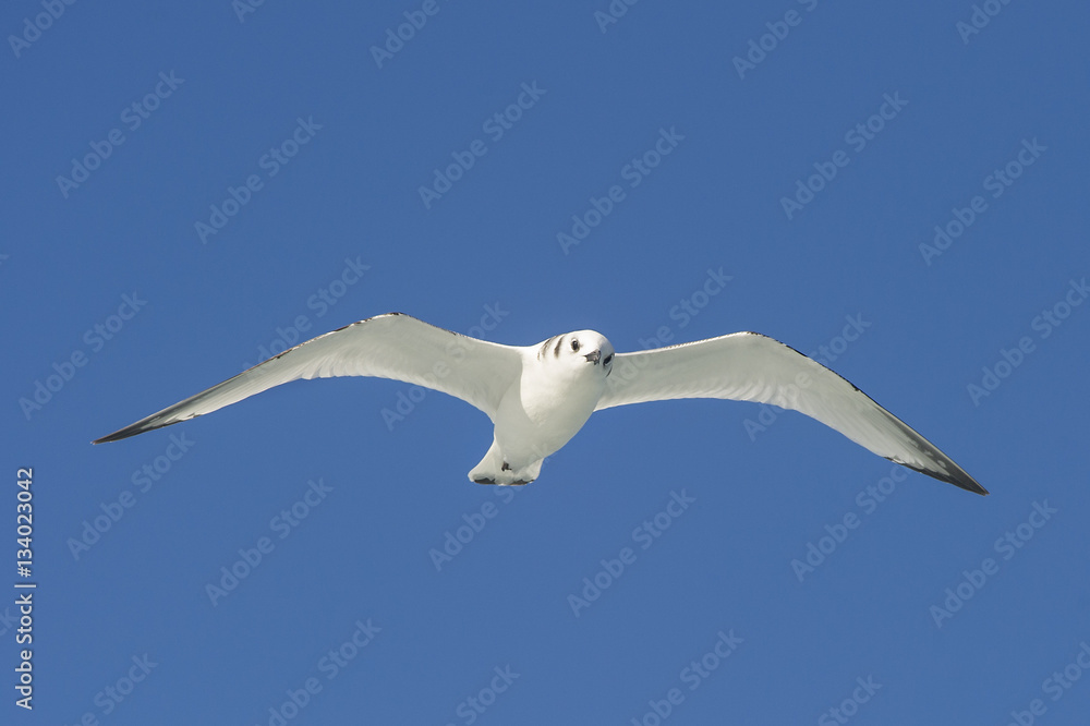 Obraz premium Bonapartes Gull in Flight