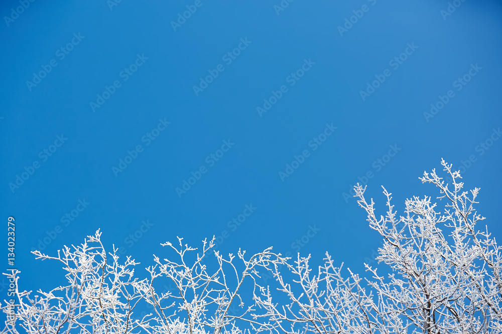 white winter branches