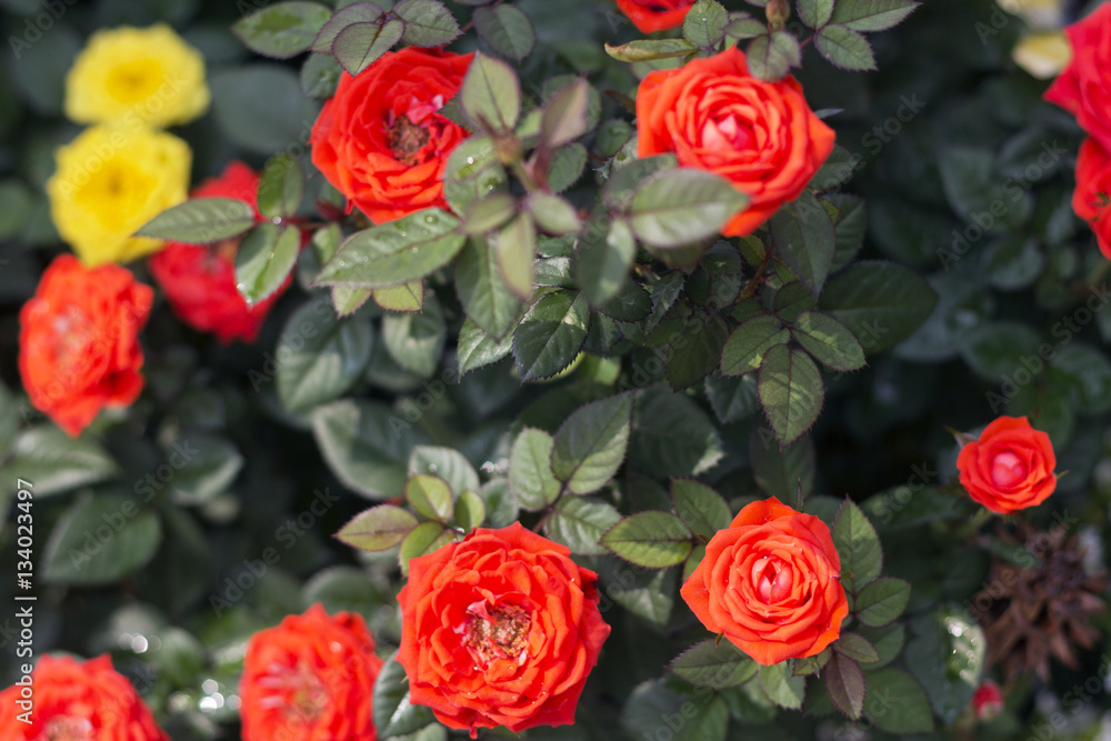 Red and yellow flowers blossoming. Some are in focus and some are out of focus. Red and yellow flowers blossoming. Some are in focus and some are out of focus.