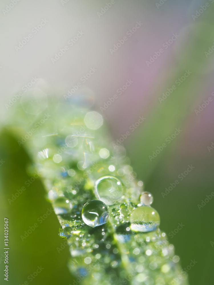 drops on grass drops on grass