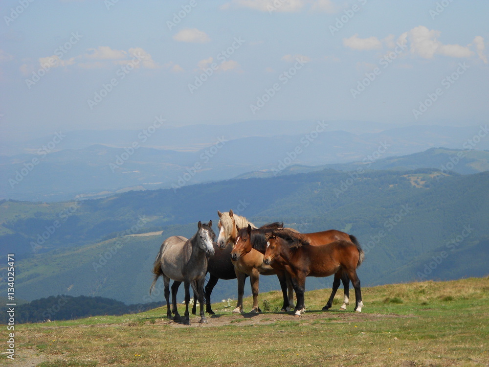 horses on the mountain ridge