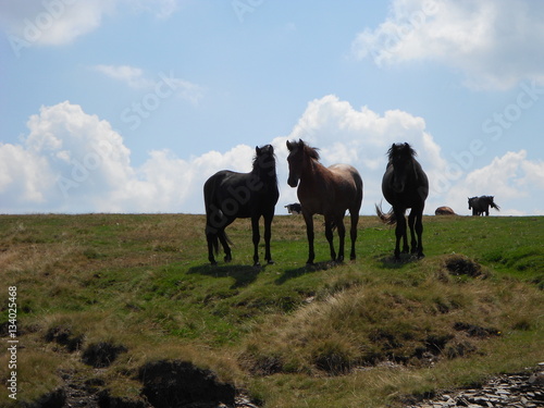 horses on the mountain ridge © filip