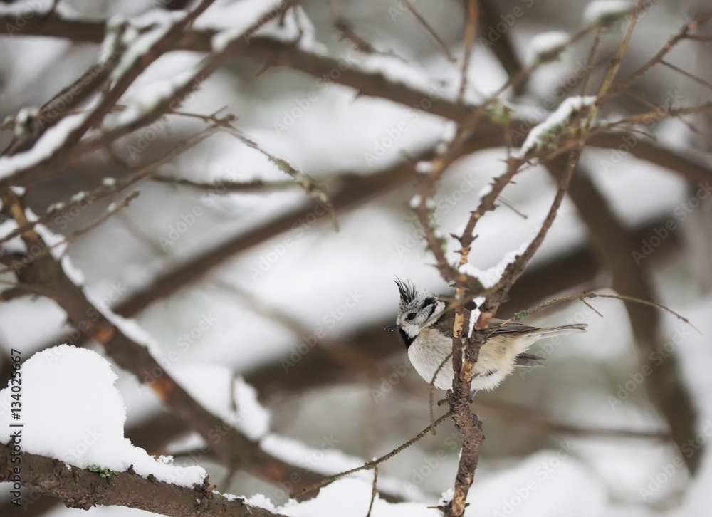 crested tit in the forest crested tit in the forest
