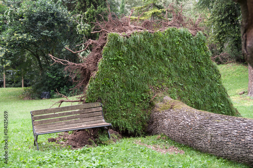 Albero secolare, sradicato dopo la tempesta e tromba d'aria d'estate, caduto sulla panchina nel parco