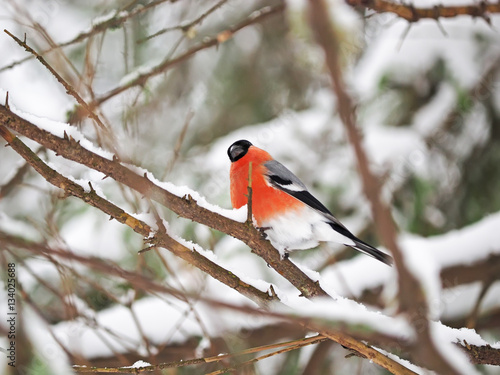bullfinch in the forest