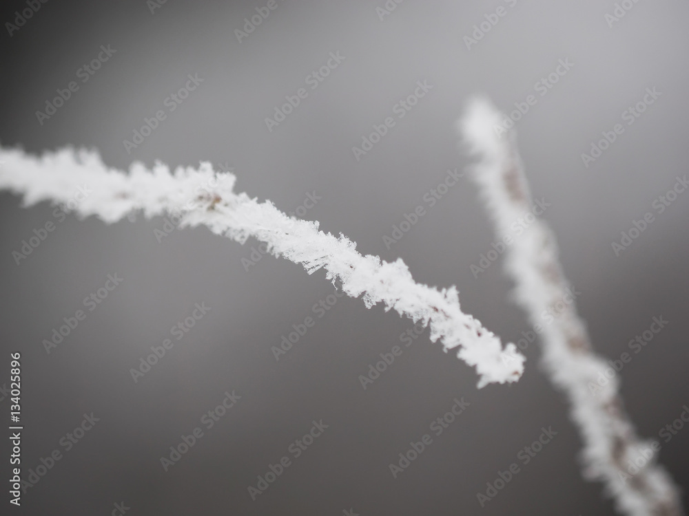 branches in snow branches in snow