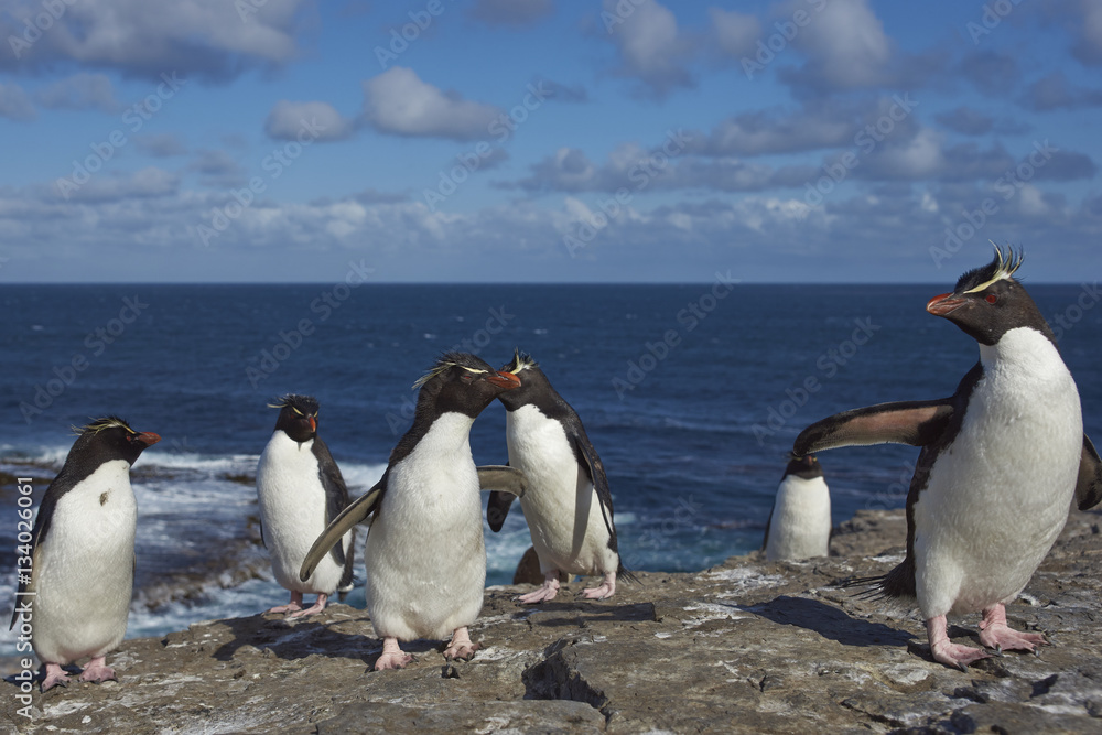 Fototapeta premium Rockhopper Penguins (Eudyptes chrysocome) on the cliffs of Bleaker Island in the Falkland Islands