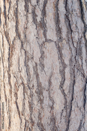 Natural structure of the bark a pine tree