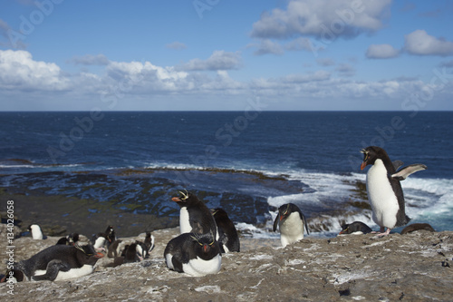 Rockhopper Penguins  Eudyptes chrysocome  on the cliffs of Bleaker Island in the Falkland Islands