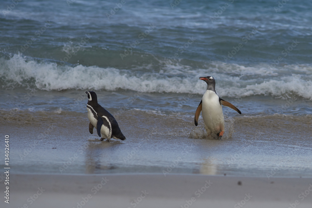 Fototapeta premium Gentoo Penguins (Pygoscelis papua) and Magellanic Penguins (Spheniscus magellanicus) on a large sandy beach on Bleaker Island in the Falkland Islands.