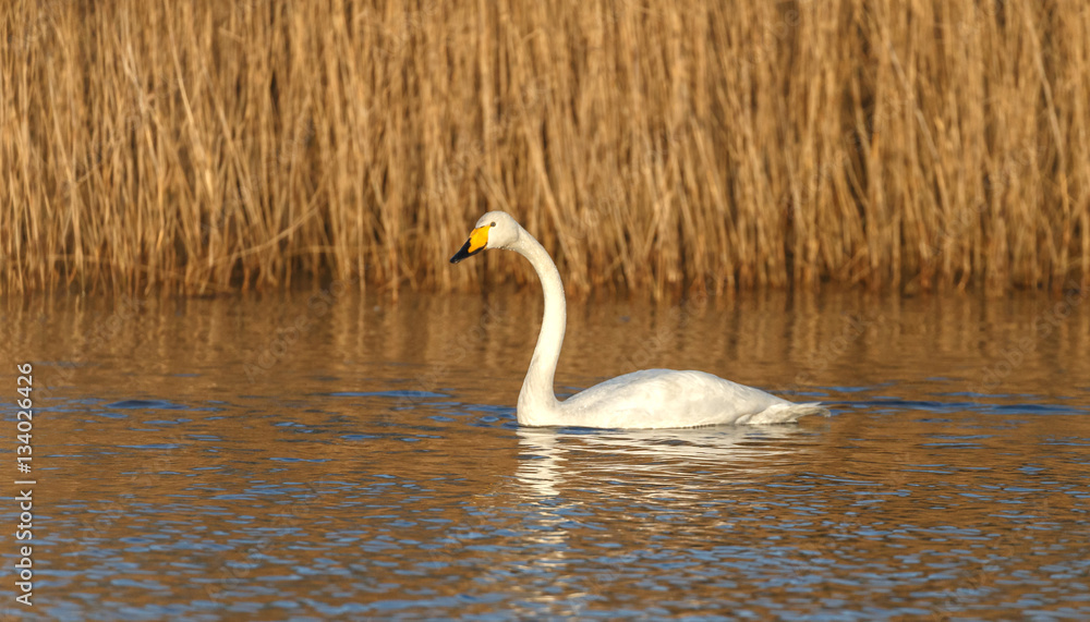 Obraz premium Whooper swan in wintertime 