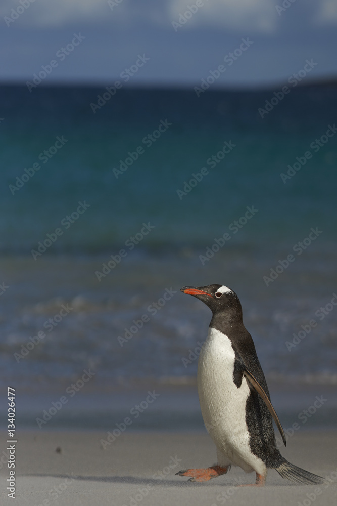 Naklejka premium Gentoo Penguin (Pygoscelis papua) on a sandy beach on Bleaker Island in the Falkland Islands.