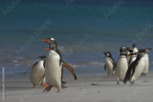Gentoo Penguins (Pygoscelis papua) and Magellanic Penguins (Spheniscus magellanicus) on a large sandy beach on Bleaker Island in the Falkland Islands.