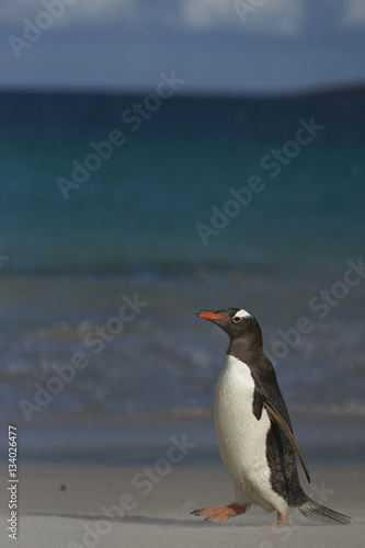 Gentoo Penguin  Pygoscelis papua  on a sandy beach on Bleaker Island in the Falkland Islands.