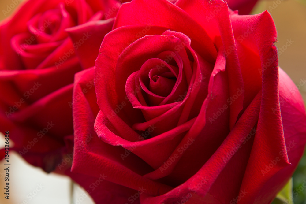 red rose close up red rose close up